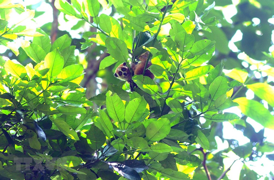 Guardabosques de Son La liberan a un loris lento pigmeo al bosque luego de rescatarlo. (Fuente: VNA)