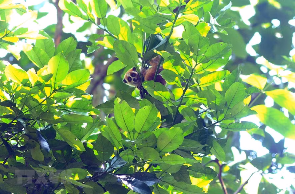 Guardabosques de Son La liberan a un loris lento pigmeo al bosque luego de rescatarlo. (Fuente: VNA)