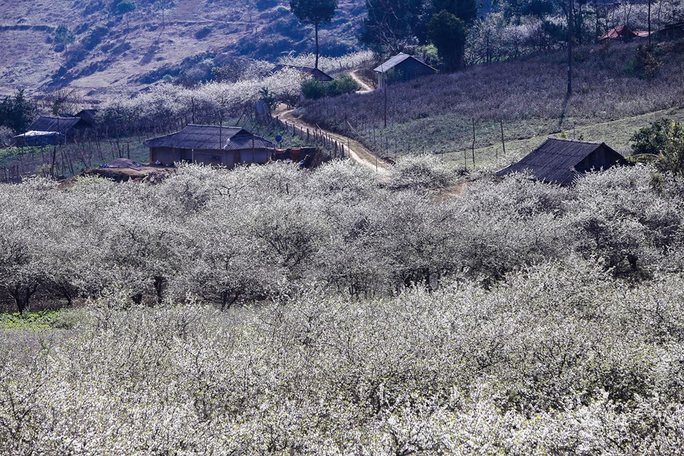 Después de los intensos fríos días del invierno, cuando el clima comienza a mejorarse, la plantación de ciruela en la meseta de Moc Chau, de la provincia de Son La, en el norte de Vietnam, empieza a florecer, creando así un pintoresco panorama. En esta meseta septentrional, se registra pobladores de 12 minorías étnicas, que en su mayoría son etnia Thai, Mong, Kinh, Khomu, Dao y Tay. Moc Chau se ha convertido en uno de los lugares favoritos de los vacacionistas vietnamitas durante los días de la primavera, a pesar de que los viajeros tienen pasar unas cuatro horas de viaje desde Hanoi. (Foto: Vietnam +)