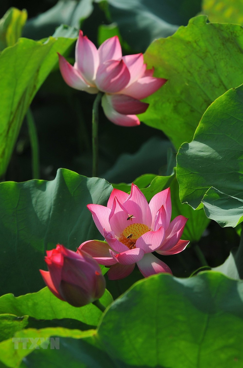 Los vastos campos de lotos en Ninh Binh (Foto: VNA)