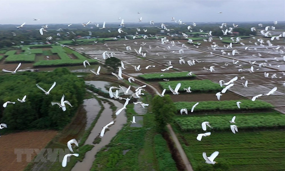Las cigüeñas blancas vuelan en los campos de la comuna de Quang Phu, en Quang Dien. (Foto: Ho Cau /VNA)