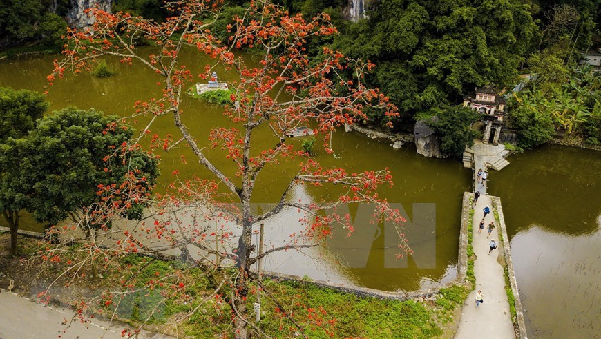 La floración de los algodoneros rojos es una señal del inicio del verano (Foto: VNA)
