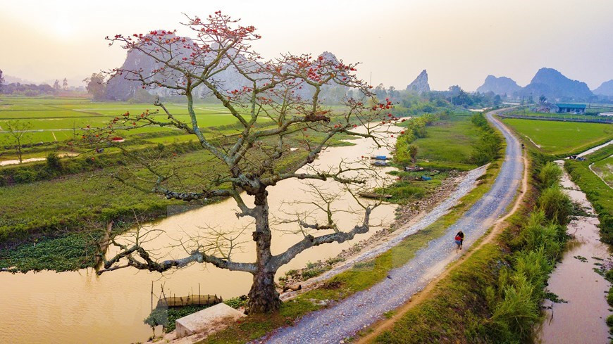 Árboles de algodoneros rojos, cuyo nombre científico es Bombax ceiba, en plena floración, en la provincia norteña de Ninh Binh (Foto: VNA)