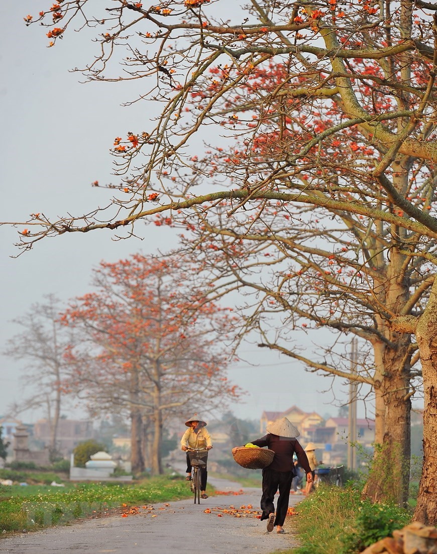 La floración de los algodoneros rojos es una señal del inicio del verano (Foto: VNA)