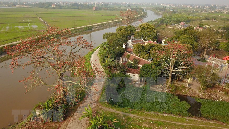 Árboles de algodoneros rojos, cuyo nombre científico es Bombax ceiba, en plena floración, en la provincia norteña de Ninh Binh (Foto: VNA)