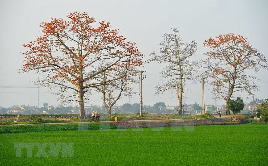 La floración de los algodoneros rojos es una señal del inicio del verano (Foto: VNA)