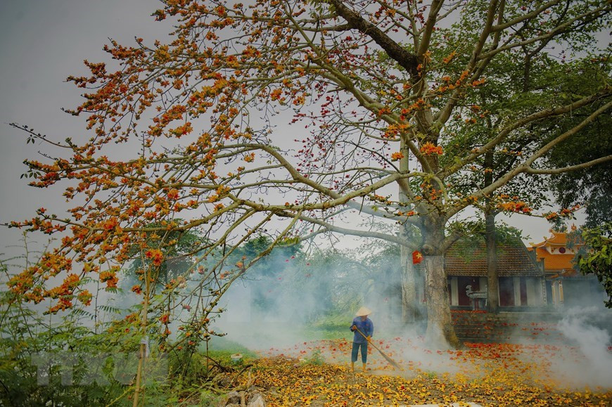 Árboles de algodoneros rojos, cuyo nombre científico es Bombax ceiba, en plena floración, en la provincia norteña de Ninh Binh (Foto: VNA)