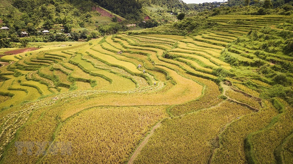 Se espera que los campos en terrazas de la etnia Muong, en la comuna de Thach Yen, sean un sitio de ecoturismo para atraer turistas. (Foto: VNA)