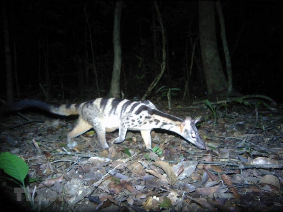 Civeta en el bosque de Kon Plong (Foto: VNA)