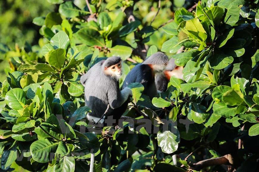 Los langurs viven en grupos y siempre siguen la "disciplina" de un líder (Foto: VietnamPlus)
