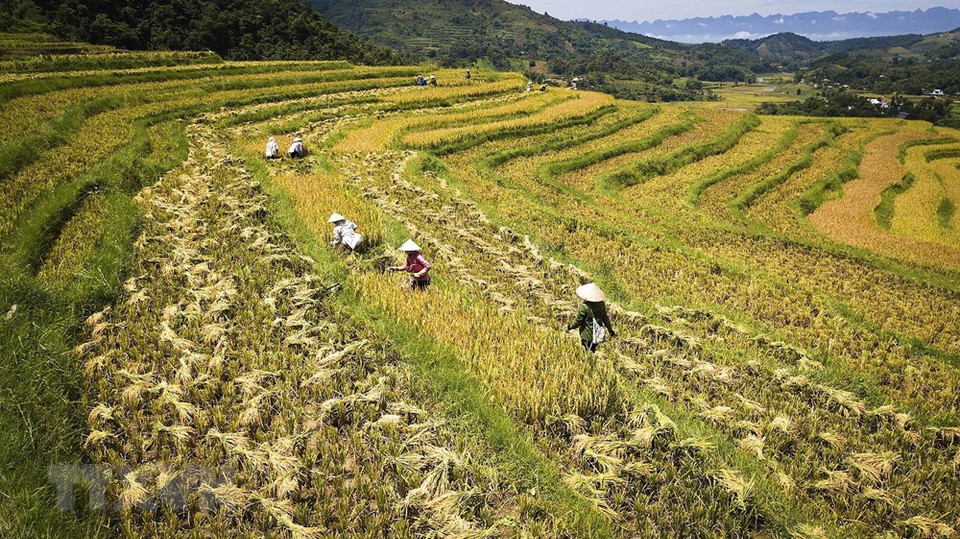 Los campos arrozales en terrazas en el distrito de Cao Phong (Foto: VNA)