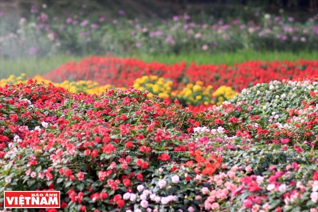 Se puede encontrar aquí cualquier tipo de flores (Fuente: VNA)