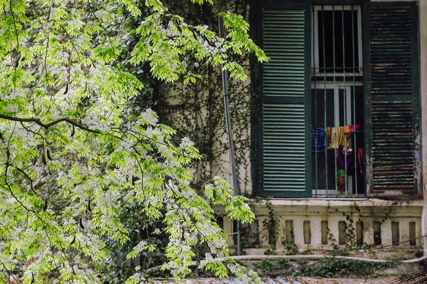 Las ramas de las flores Sua se mecen con el viento primaveral (Foto: Vietnam +)