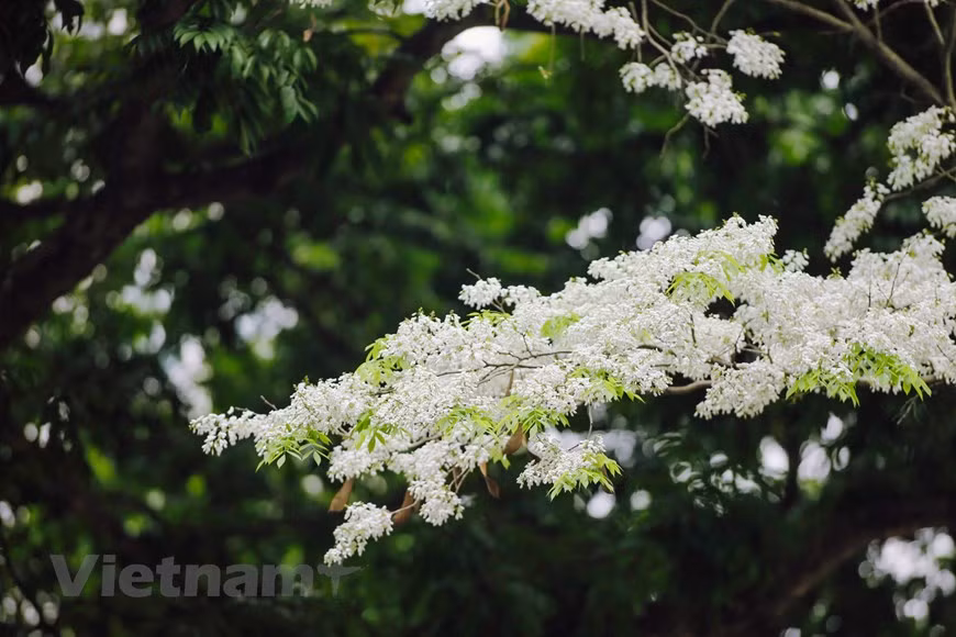 Las flores Sua adornan con su blancura la esquina de una calle, creando una escena romántica (Foto: Vietnam +)