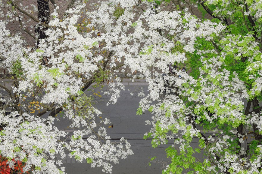 Si tienes la oportunidad de visitar a Hanoi en estos días, será difícil olvidar la belleza de las flores Sua (Foto: Vietnam +)