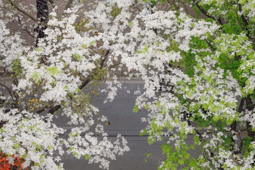 Si tienes la oportunidad de visitar a Hanoi en estos días, será difícil olvidar la belleza de las flores Sua (Foto: Vietnam +)