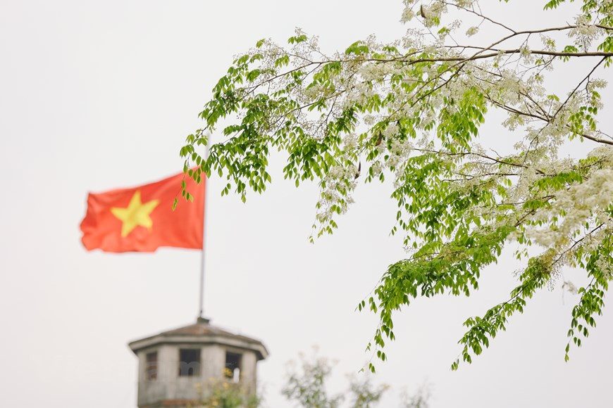 En estos días, al pasear por Hanoi, los visitantes pueden contemplar la belleza de las flores Sua (Foto: Vietnam +)