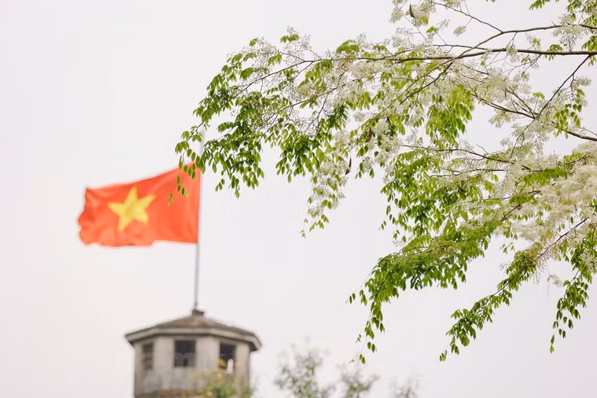 En estos días, al pasear por Hanoi, los visitantes pueden contemplar la belleza de las flores Sua (Foto: Vietnam +)