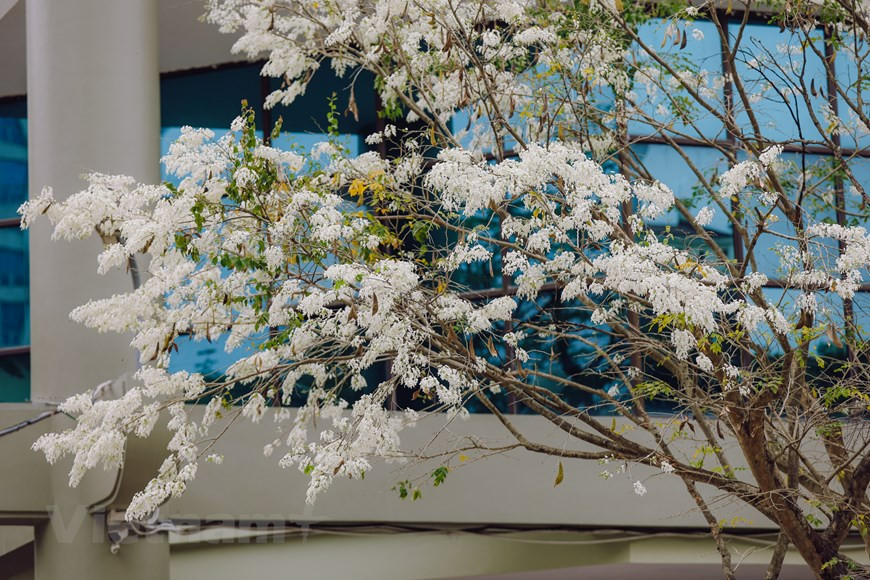 Las flores Sua blancas tienen una belleza pura y única (Foto: Vietnam +) 