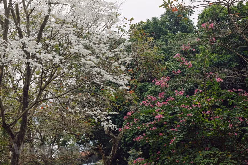 Gracias a su color blanco típico, las flores Sua se pueden apreciar fácilmente desde lejos (Foto: Vietnam +)