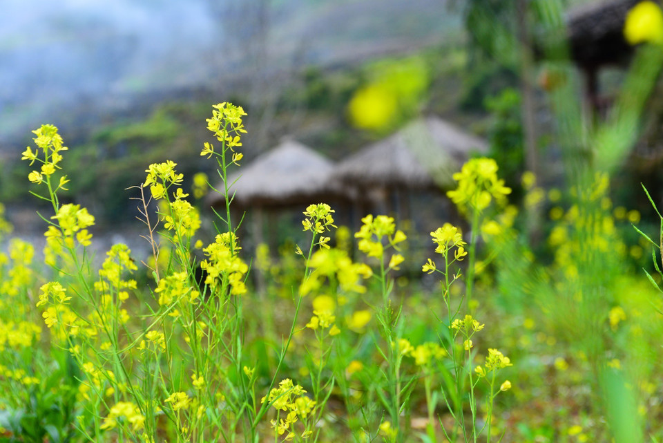 El color amarillo de las flores de mostaza otorga cierto brillo a la meseta rocosa (Fuente: VNA)