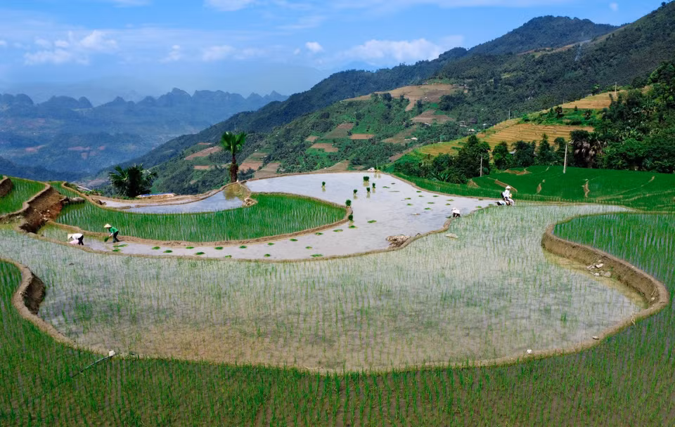 Los agriculturores siembran arroz cuando hay agua. (Fuente:VNA)