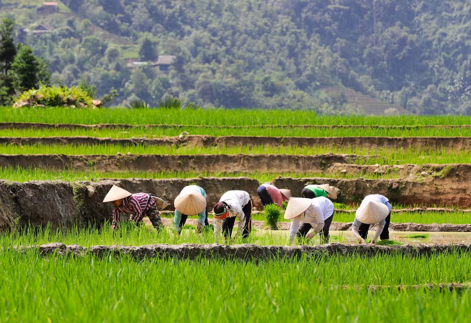 Los agriculturores siembran arroz cuando hay agua. (Fuente:VNA)