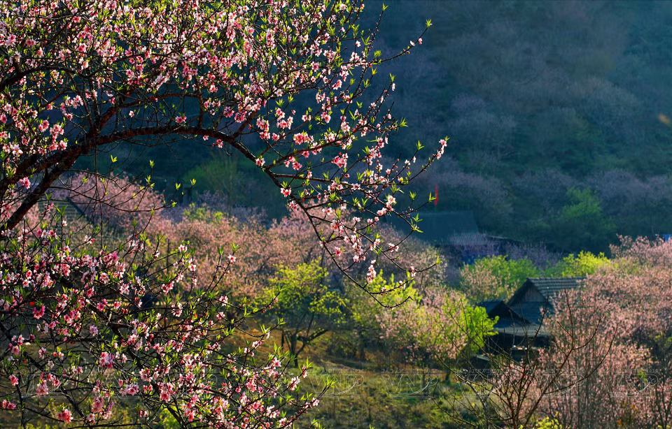 En primavera, Moc Chau posee una nueva belleza gracias a los colores de las flores por todas partes. (Fuente:VNA)