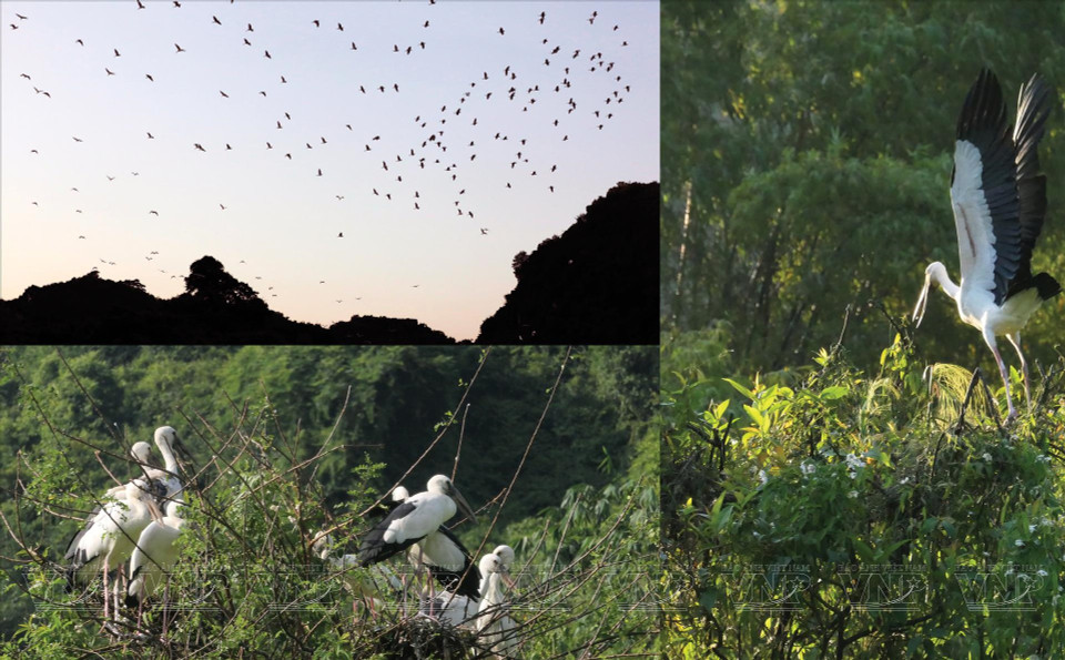 El número de aves en el jardín asciende a decenas de miles de individuos. (Fuente: VNA)