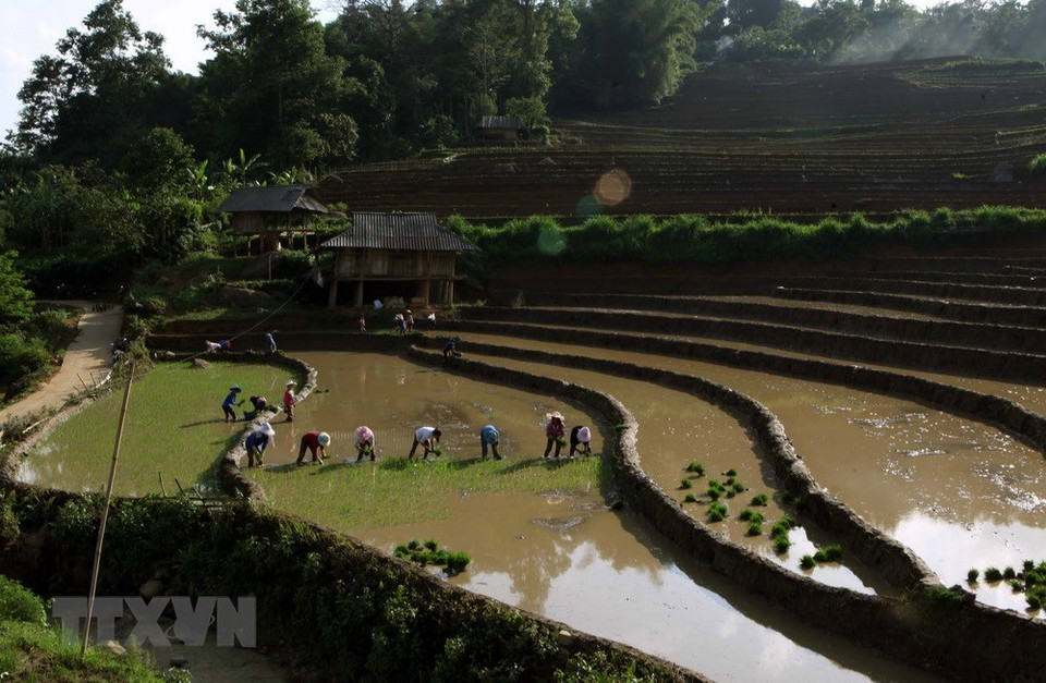 Los arrozales se vuelven a llenar de agua