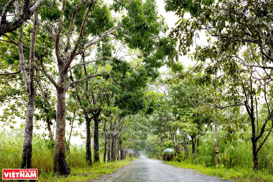  Entrada al Parque Nacional con dos filas de árboles verdes a ambos márgenes de la carretera (Foto: VNA)