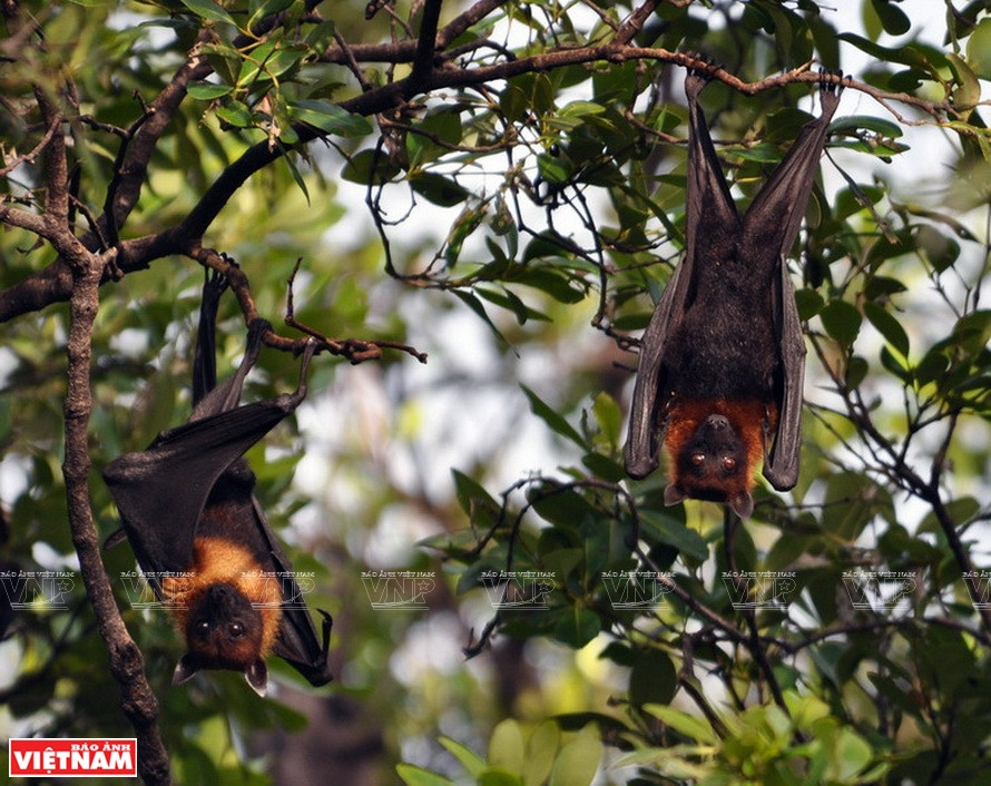 Vida salvaje en el Parque Nacional U Minh Thuong (Foto: VNA)