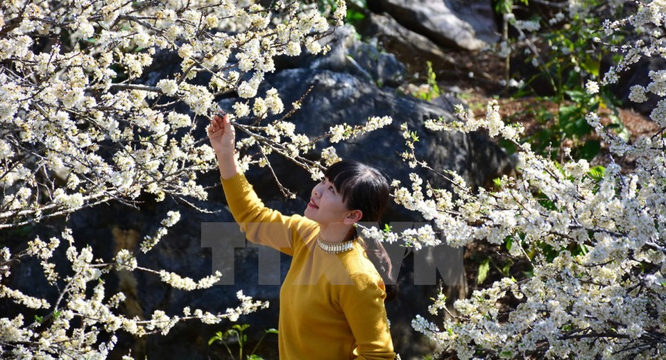Visitantes llegan a la localidad para contemplar las flores de ciruelo (Fuente: VNA)
