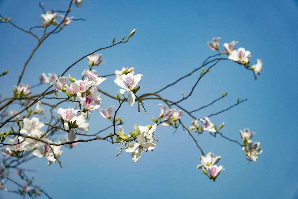 La flor de Bauhinia blanca florece bajo el cielo azul (Foto: VNA)