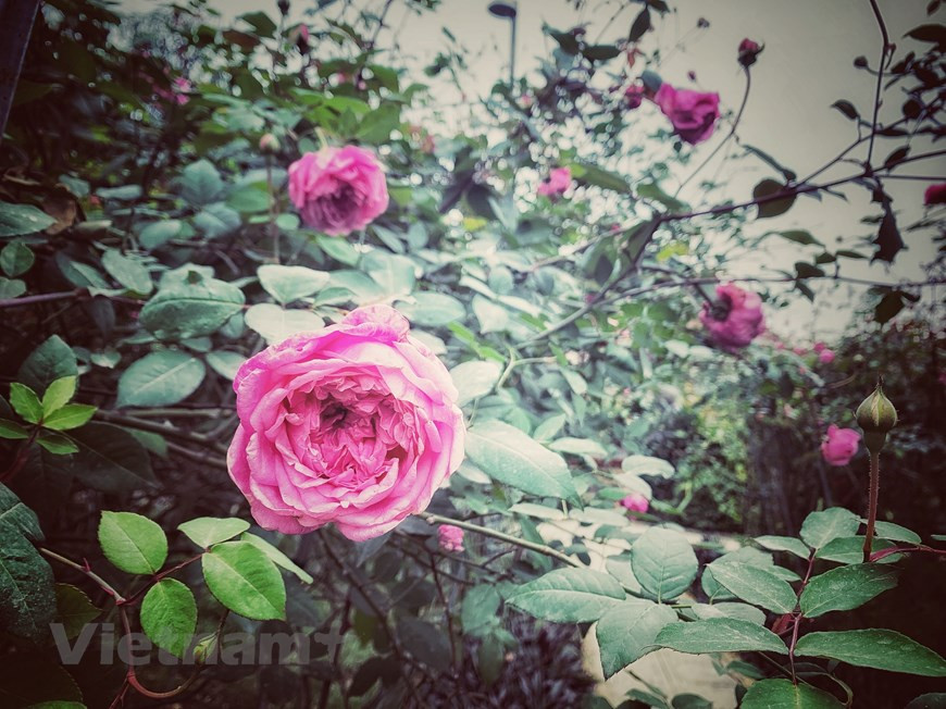 Una variedad de rosa nativa conservada en el jardín. (Foto: VNA)