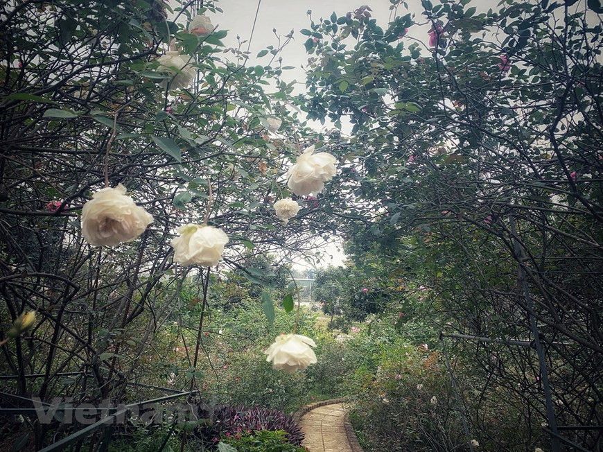 Esa tendencia también coadyuva a la protección de la biodiversidad, el medio ambiente y la salud humana. (Foto: VNA)