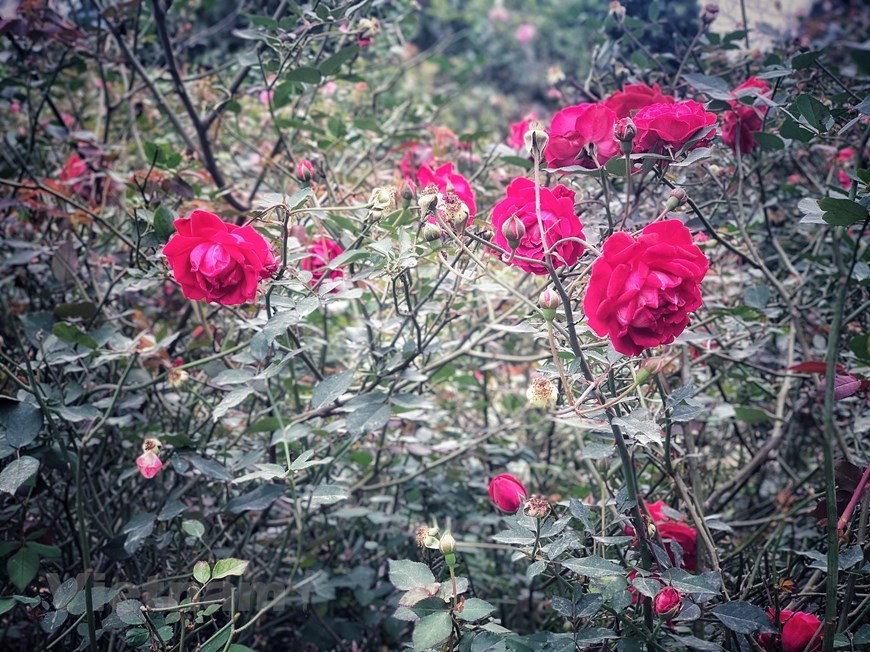 Una variedad de rosa nativa conservada en el jardín. (Foto: VNA)