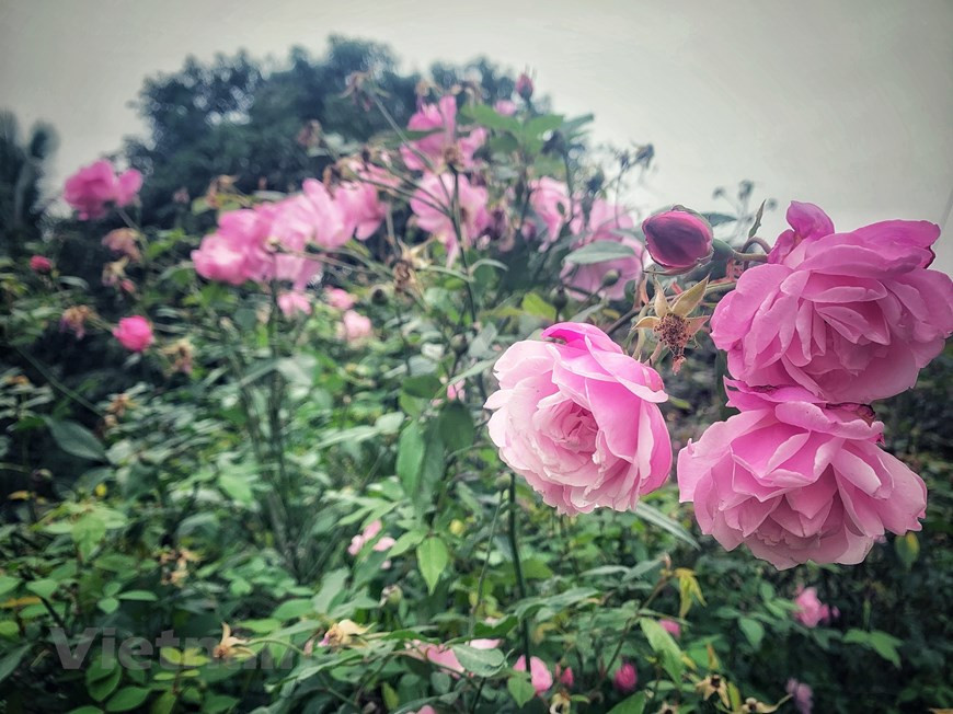 Todos los procesos de cultivo se deben realizar con respeto absoluto a los estándares internacionales. (Foto: VNA)