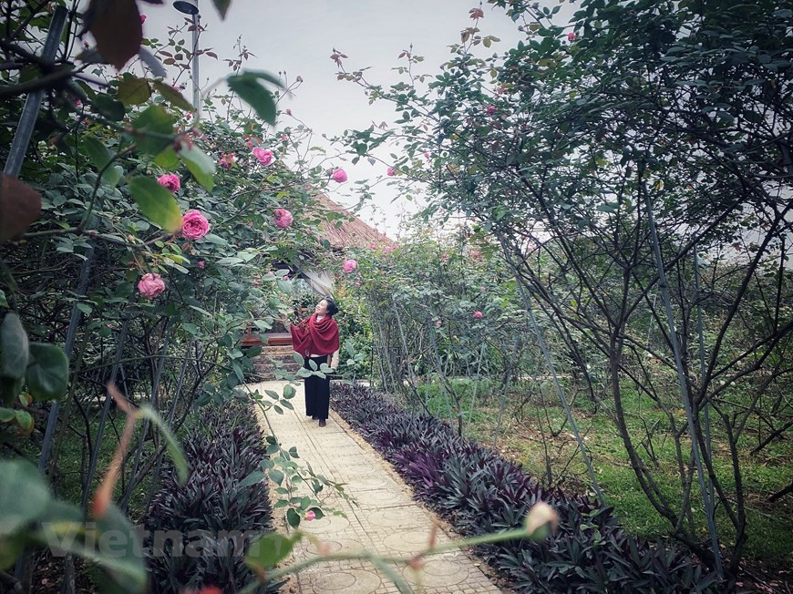 No se utilizan productos químicos como herbicidas y pesticidas, ni plantas transgénicas. (Foto: VNA)