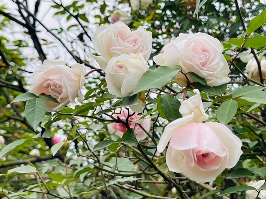 Una variedad de rosa nativa conservada en el jardín. (Foto: VNA)