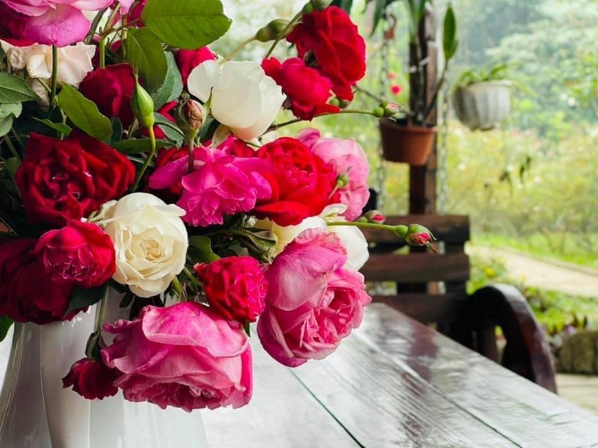 Rosas cosechadas en el jardín. (Foto: VNA)