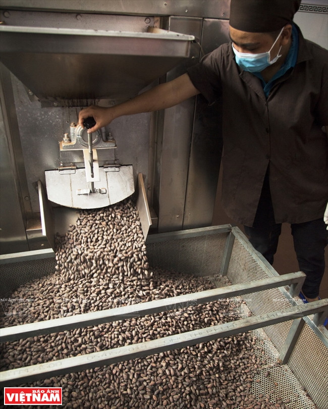  Poniendo semillas de cacao en la máquina de secado.