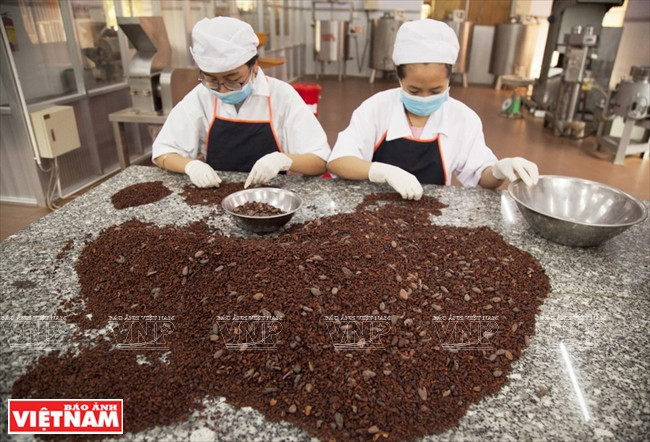 Extrayendo semillas de cacao. 