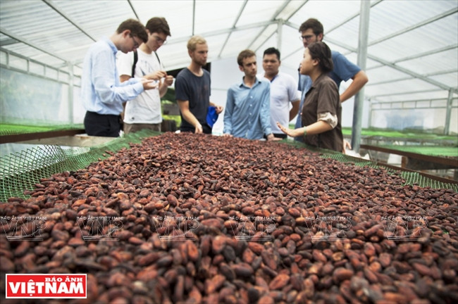 Secado de semillas de cacao. 