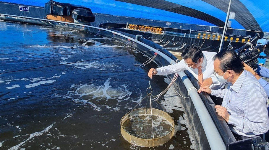 2. Modelo de cría de camarones de alta tecnología vinculado a la protección ambiental en el Área de Agricultura de Alta Tecnología de la provincia de Bac Lieu. (Foto: VNA) 