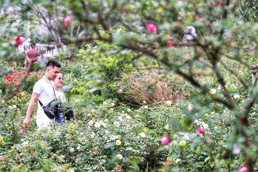 El rosedal en el área turística Sun World Fansipan Legend tiene un área de hasta 50 mil metros cuadrados, con más de 300 mil plantas de rosas de 150 variedades, muchas de las cuales son muy conocidas como la rosa de Sapa de Vietnam. Casi todas las variedades de rosas más favoritas, desde las antiguas cultivadas en las localidades vietnamitas, hasta las importadas de Reino Unido, Francia y Japón, se reúnen en este lugar. Las flores nacionales se lucen al lado de las conocidas internacionalmente, destacándose las llamadas rosas de millones de dólares como la rosa Julieta, la Black Baccara, la Golden Celebration, la Maurice Utrillo, entre muchas otras. (Fuente: Vietnam+)