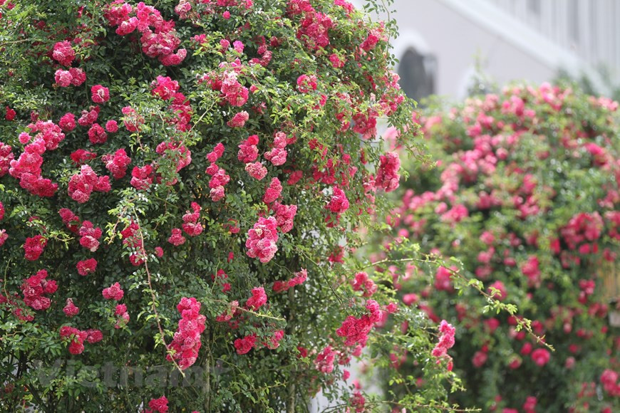 Las flores nacionales se lucen al lado de las conocidas internacionalmente, destacándose las llamadas rosas de millones de dólares como la rosa Julieta, la Black Baccara, la Golden Celebration, la Maurice Utrillo, entre muchas otras. También se cultiva con éxito la rosa de Ecuador, una de las más famosas y valiosas del mundo, a partir de las ramas importadas. Una de las atracciones más destacadas en el valle es las alfombras de color vívido de las rosas trepadoras, que solo se puede encontrar en Sapa. Se trata de una especie procedente de Europa, traída por los franceses a esta tierra junto con las rosas endémicas de aquí. (Fuente: Vietnam+)