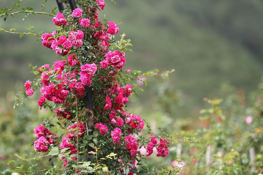 Cuando esas rosas florecen, entre abril y mayo, muchos turistas vienen a Sapa solo para tener la oportunidad de contemplar su belleza. El paisaje natural de Sapa se combina armónicamente con el toque creativo de los humanos, la topografía de las montañas y el color verde de los bosques, creando un panorama poético atractivo. Inmersa en las nubes flotantes, Sapa es una ciudad invadida por la niebla brumosa. Ubicada a una altitud promedio de mil 500 a mil 800 metros, el sitio cuenta con un clima similar al de una zona templada, una temperatura media de 15 a 18 grados centígrados, y frecuentes lluvias prolongadas de mayo a agosto. (Fuente: Vietnam+)