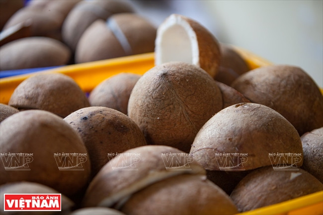 Vinh Tien compra unas 150 toneladas de coco al mes de los huertos de Ben Tre.