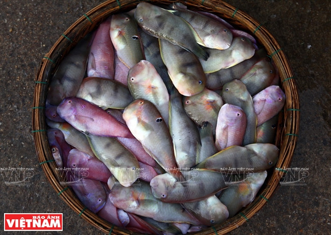 Pescados frescos listos para el procesamiento. 